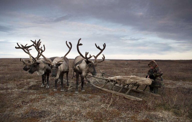 nenets-0429_article_column@2x