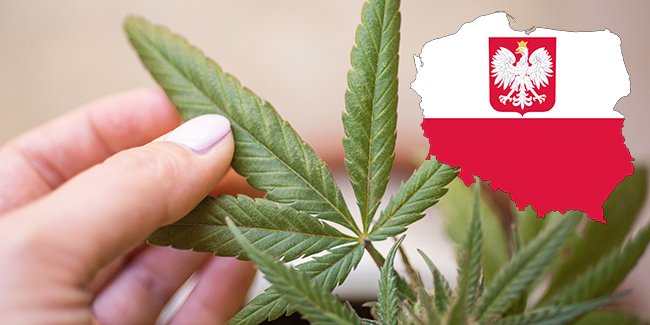 text-polonia