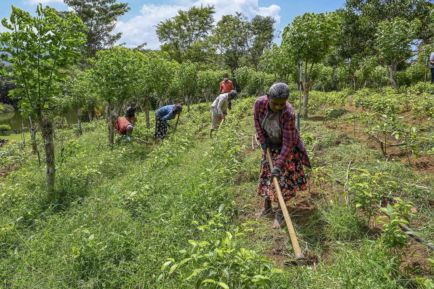 SRI LANKA FARMER