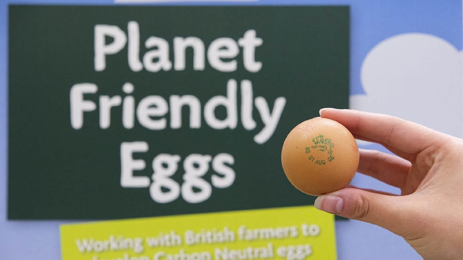 eggs