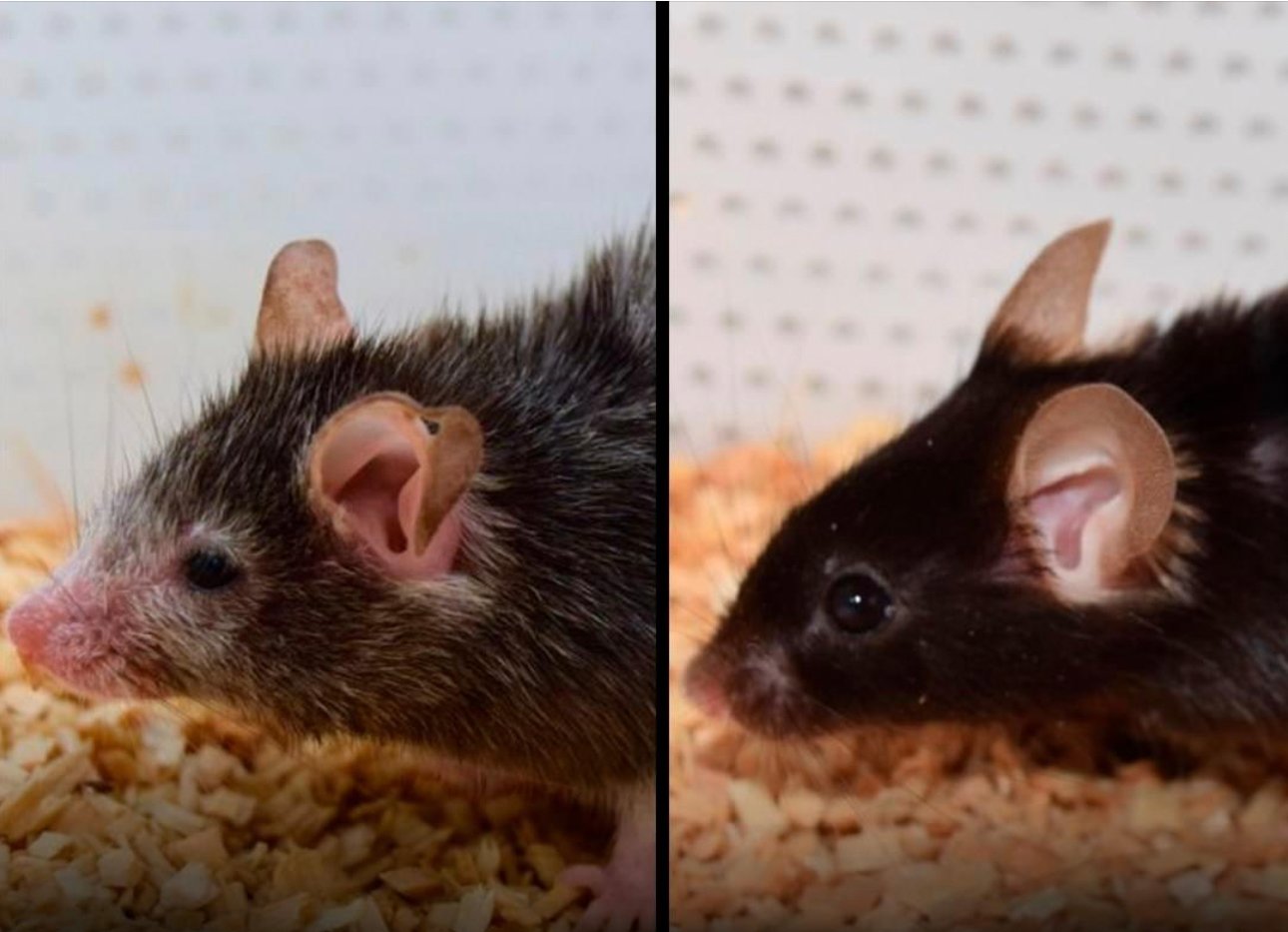 rats