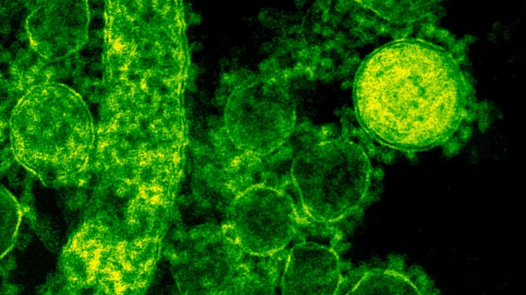 Marburgvirus