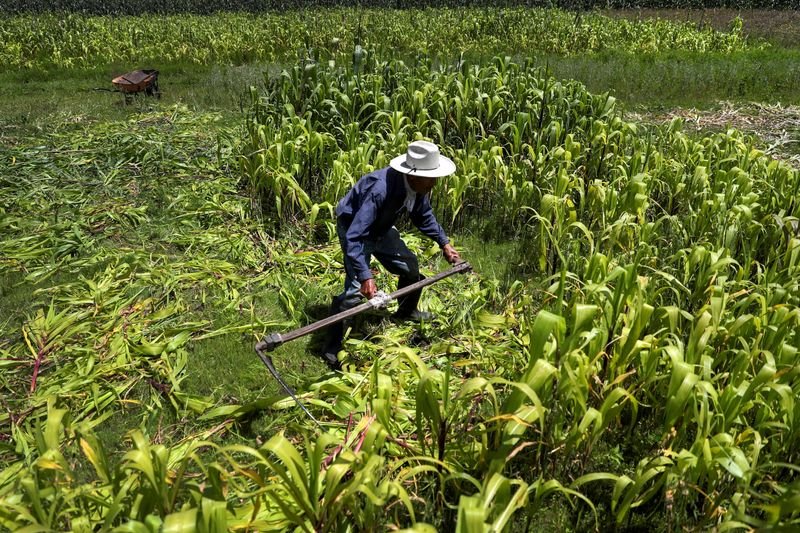 FOTO DE ARCHIVO: Agricultores estadounidenses aumentan la presión sobre México para que suavice inminente prohibición del maíz transgénico