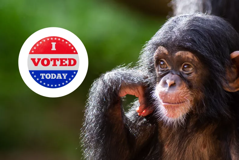 VOTAR